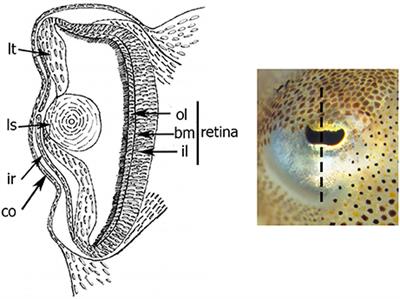 Eye Development in Sepia officinalis Embryo: What the Uncommon Gene Expression Profiles Tell Us about Eye Evolution